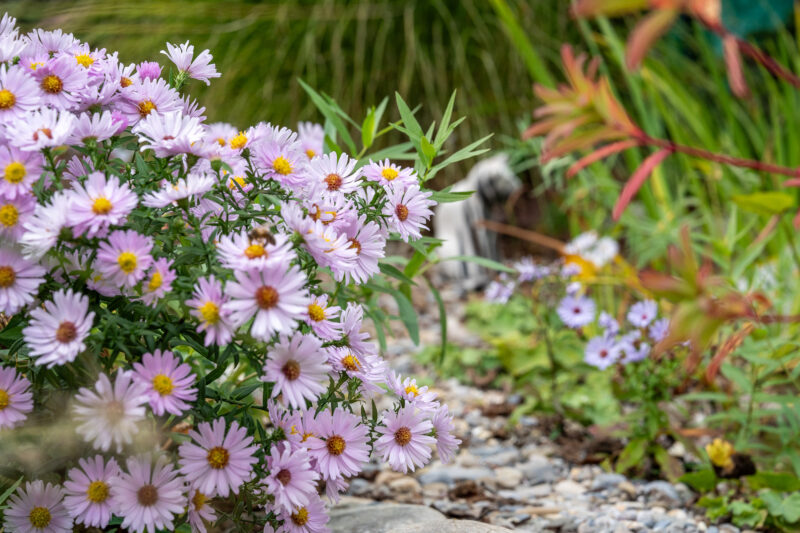 W Neerach Rebhaldenstrasse DSC4916