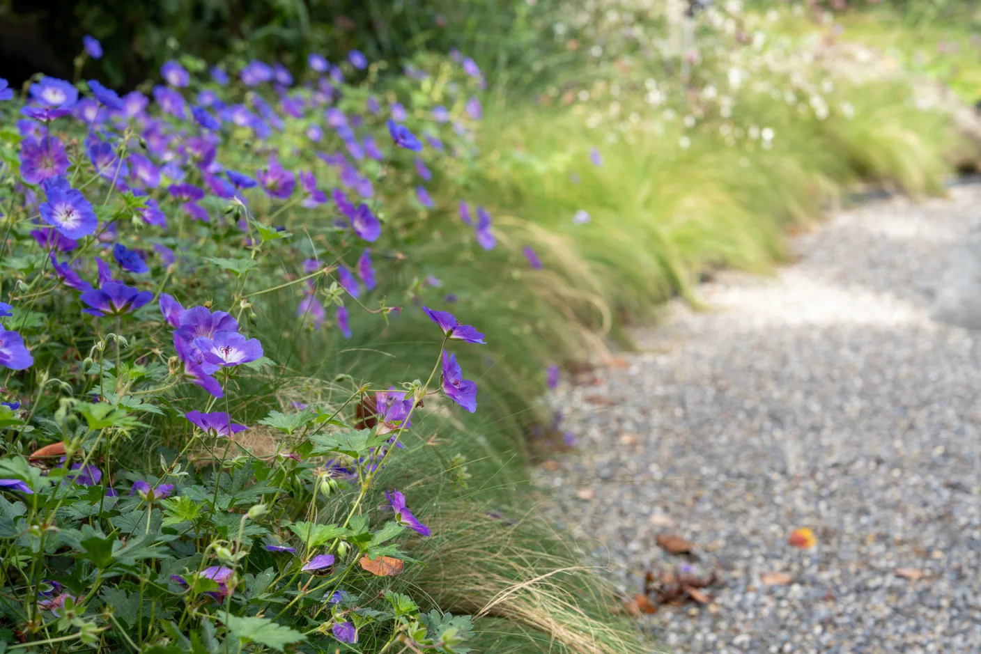 W Zuerich Kolbenacker DSC5157